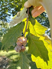 Andricus quercusstrobilanus