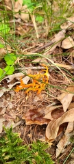 Calocera viscosa