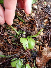 Corybas trilobus aggregate