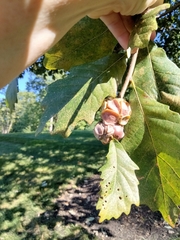 Andricus quercusstrobilanus