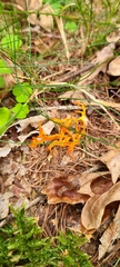 Calocera viscosa