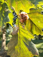 Andricus quercusstrobilanus