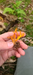 Calocera viscosa
