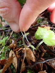 Corybas trilobus aggregate