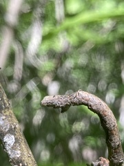 Lytrosis