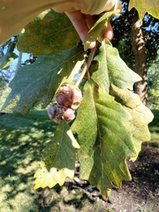 Andricus quercusstrobilanus