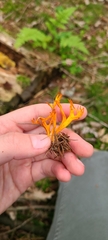 Calocera viscosa