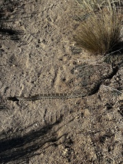 Crotalus oreganus helleri