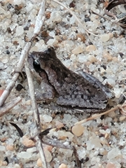 Hyla femoralis