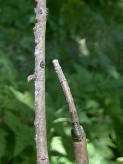 Lytrosis