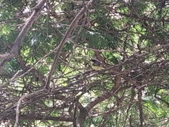 Todirostrum cinereum