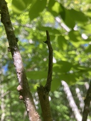 Lytrosis