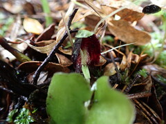 Corybas trilobus aggregate