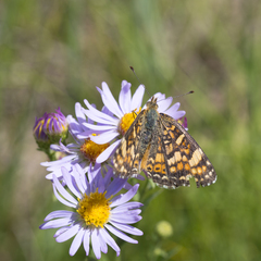 Phyciodes pulchella camillus