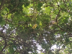 Todirostrum cinereum