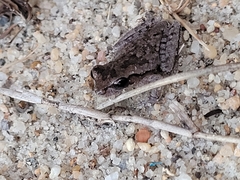 Hyla femoralis