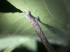 Lytrosis
