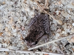 Hyla femoralis