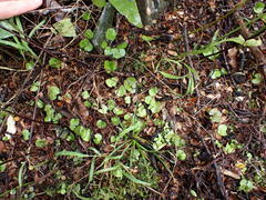 Corybas trilobus aggregate