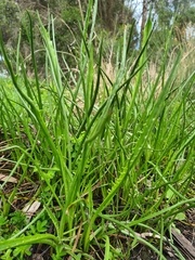 Eryngium vesiculosum