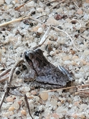 Hyla femoralis