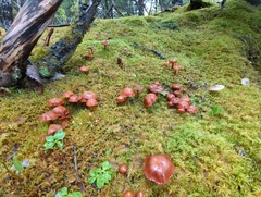 Cortinarius gentilis