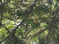 Todirostrum cinereum