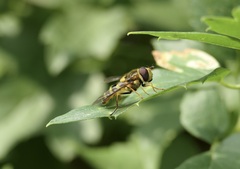 Syrphus opinator