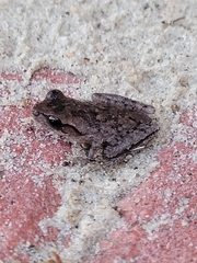 Hyla femoralis