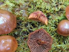 Cortinarius gentilis