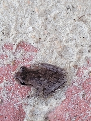 Hyla femoralis