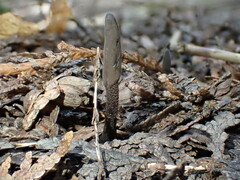 Geoglossum fallax