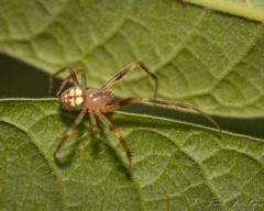 Araneus