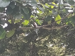 Pyrocephalus rubinus