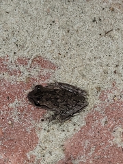 Hyla femoralis
