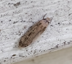 Platyedra subcinerea