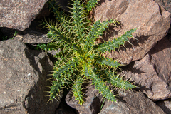 Cirsium chrysacanthum image
