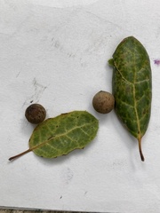 Callirhytis quercusagrifoliae