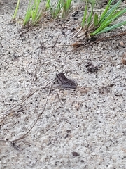 Hyla femoralis