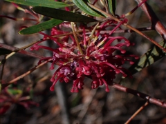 Grevillea diffusa