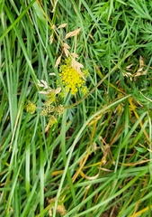 Cymopterus lemmonii