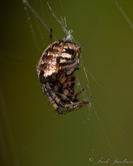 Neoscona arabesca