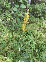 Solidago uliginosa