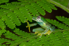 Sachatamia albomaculata