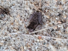 Hyla femoralis