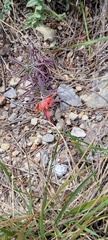 Castilleja integra