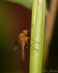 Chrysopilus quadratus