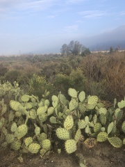 Opuntia littoralis