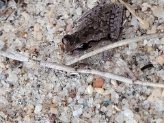 Hyla femoralis