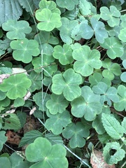 Oxalis oregana